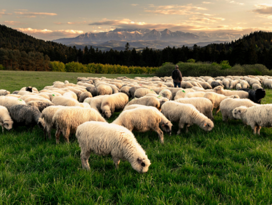 Nuevos certificados sanitarios para animales y productos de origen animal de Nueva Zelanda