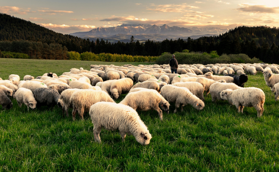 Nueva Zelanda Nuevos certificados sanitarios para animales y productos de origen animal de Nueva Zelanda